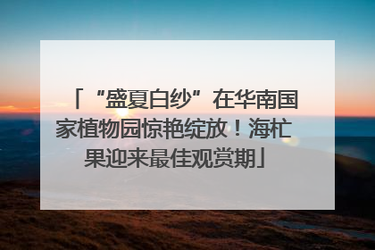 “盛夏白纱”在华南国家植物园惊艳绽放！海杧果迎来最佳观赏期