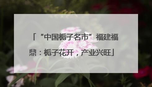 “中国栀子名市”福建福鼎：栀子花开，产业兴旺