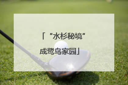 “水杉秘境”成鹭鸟家园