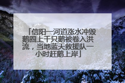 信阳一河道涨水冲毁鹅圈上千只鹅被卷入洪流，当地蓝天救援队一小时赶鹅上岸