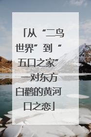 从“二鸟世界”到“五口之家” 一对东方白鹳的黄河口之恋