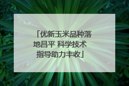 优新玉米品种落地昌平 科学技术指导助力丰收