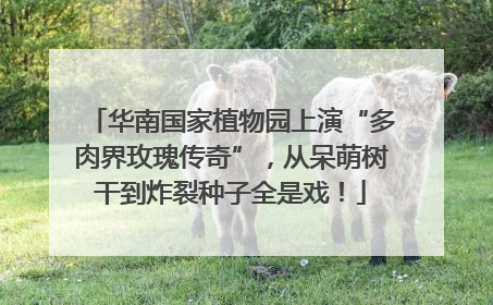 华南国家植物园上演“多肉界玫瑰传奇”，从呆萌树干到炸裂种子全是戏！