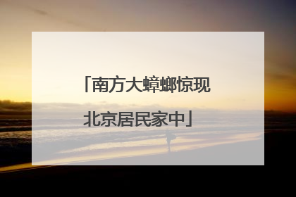 南方大蟑螂惊现北京居民家中