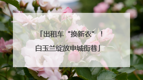 出租车“换新衣”！白玉兰绽放申城街巷