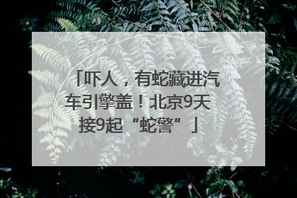 吓人，有蛇藏进汽车引擎盖！北京9天接9起“蛇警”