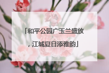 和平公园广玉兰盛放，江城夏日添雅韵