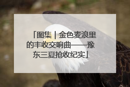 图集｜金色麦浪里的丰收交响曲——豫东三夏抢收纪实