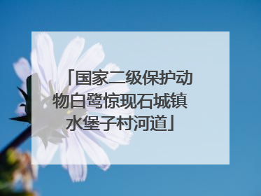 国家二级保护动物白鹭惊现石城镇水堡子村河道