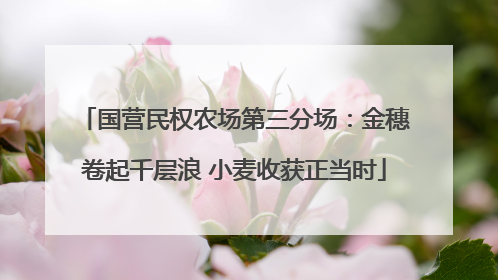 国营民权农场第三分场：金穗卷起千层浪 小麦收获正当时