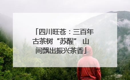 四川旺苍：三百年古茶树“苏醒” 山间飘出振兴茶香
