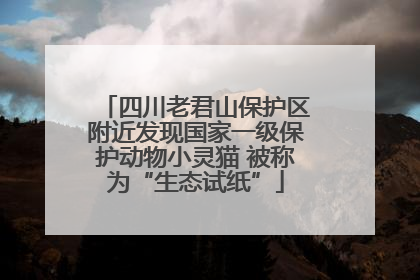 四川老君山保护区附近发现国家一级保护动物小灵猫 被称为“生态试纸”