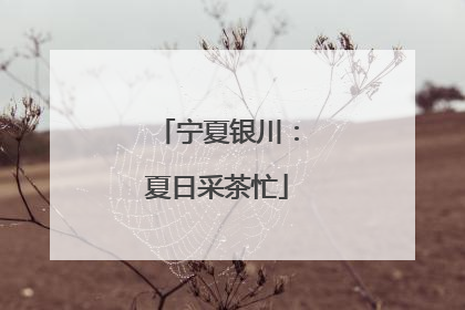 宁夏银川：夏日采茶忙