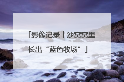 影像记录丨沙窝窝里长出“蓝色牧场”