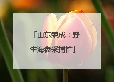 山东荣成：野生海参采捕忙
