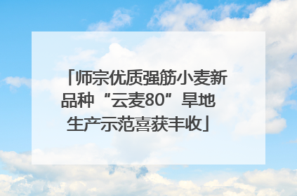 师宗优质强筋小麦新品种“云麦80”旱地生产示范喜获丰收