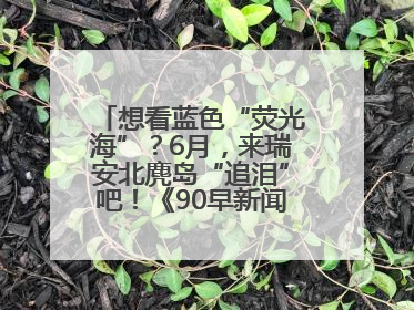 想看蓝色“荧光海”？6月，来瑞安北麂岛“追泪”吧！《90早新闻》来了