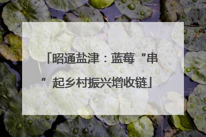 昭通盐津：蓝莓“串”起乡村振兴增收链