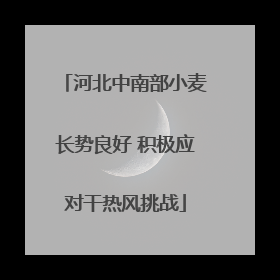 河北中南部小麦长势良好 积极应对干热风挑战