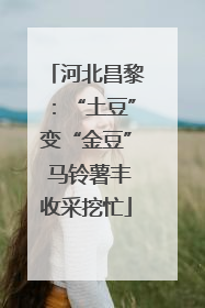 河北昌黎：“土豆”变“金豆” 马铃薯丰收采挖忙