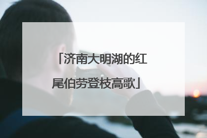 济南大明湖的红尾伯劳登枝高歌