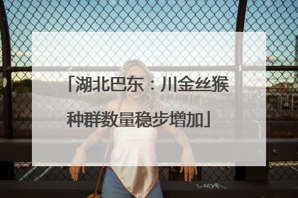 湖北巴东：川金丝猴种群数量稳步增加