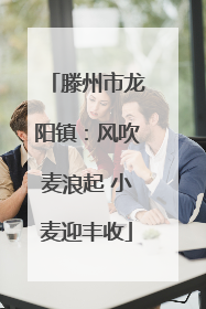 滕州市龙阳镇：风吹麦浪起 小麦迎丰收
