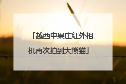 越西申果庄红外相机再次拍到大熊猫