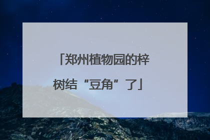 郑州植物园的梓树结“豆角”了