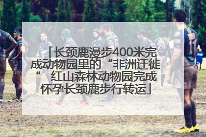 长颈鹿漫步400米完成动物园里的“非洲迁徙” 红山森林动物园完成怀孕长颈鹿步行转运