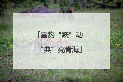 雪豹“跃”动 “典”亮青海