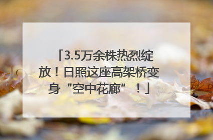 3.5万余株热烈绽放！日照这座高架桥变身“空中花廊”！